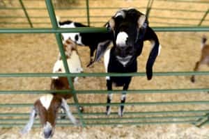 Goats reach for food at the petting zoo Saturday, July 28, 2012 at the Fredericksburg Agricultural Fair in Fredericksburg, Va. (AP Photo/The Free Lance-Star, Reza A. Marvashti)