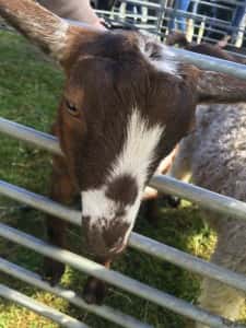 Pygmy goat.