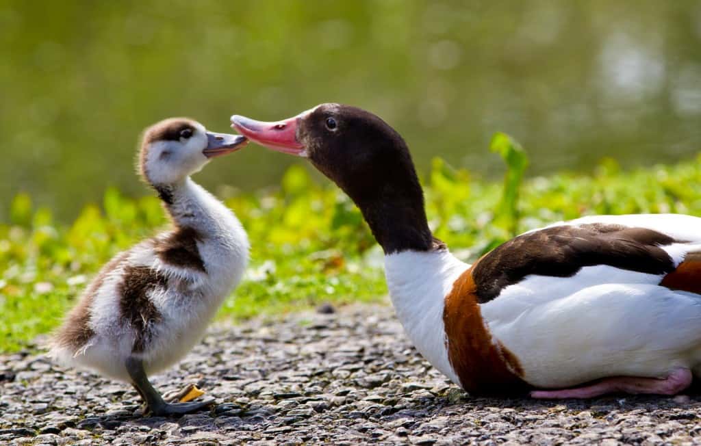 Female Common Shelduck with chick at Llanelli/Photo by WWT.