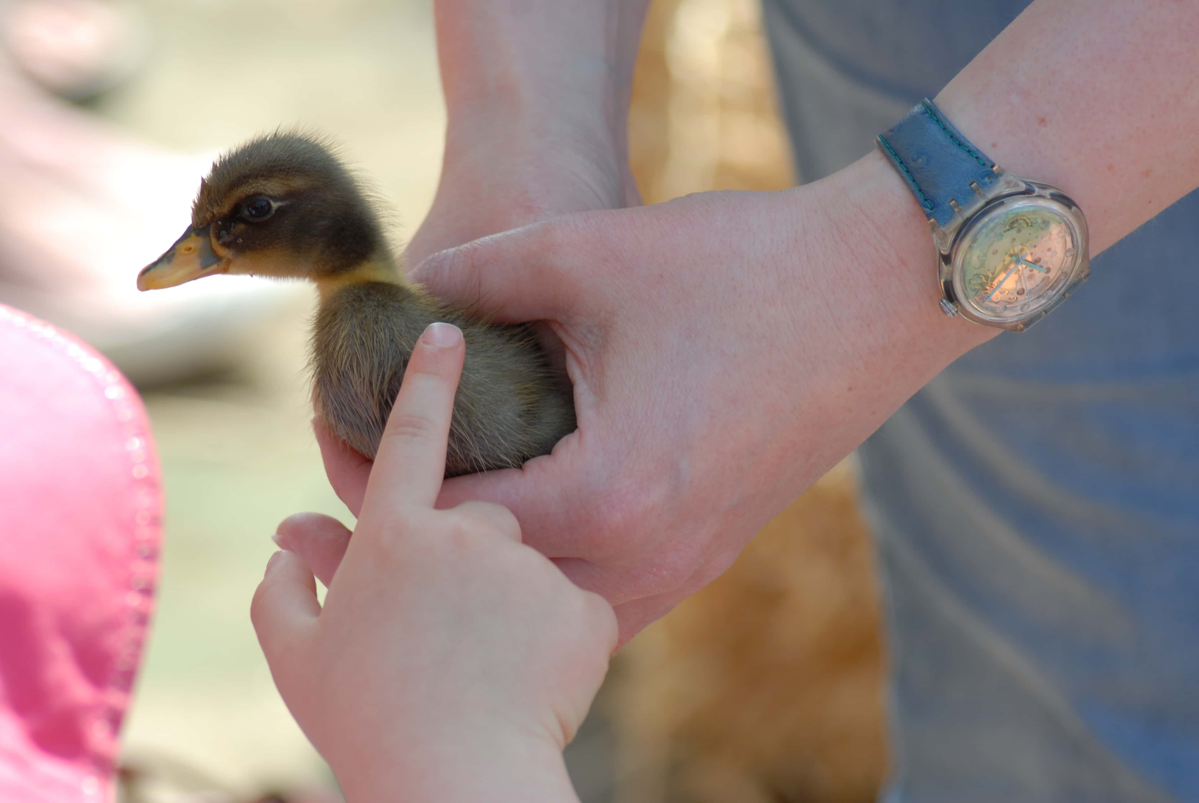 Photo: WA Downy Duckling Days CREDIT Gary Fisher.