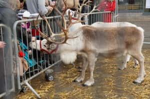 Reindeer Photo by Stela Taneva