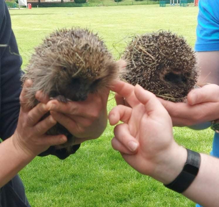 Two hedgehogs being held by human hands