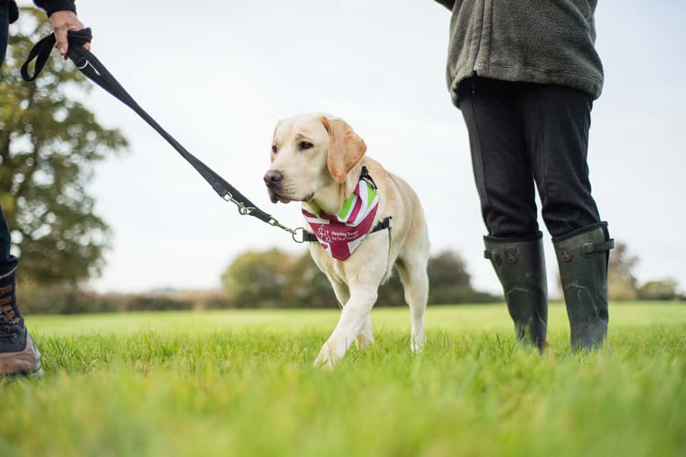 Hundreds of families and their dogs turn out for Gateshead dog walk SR News