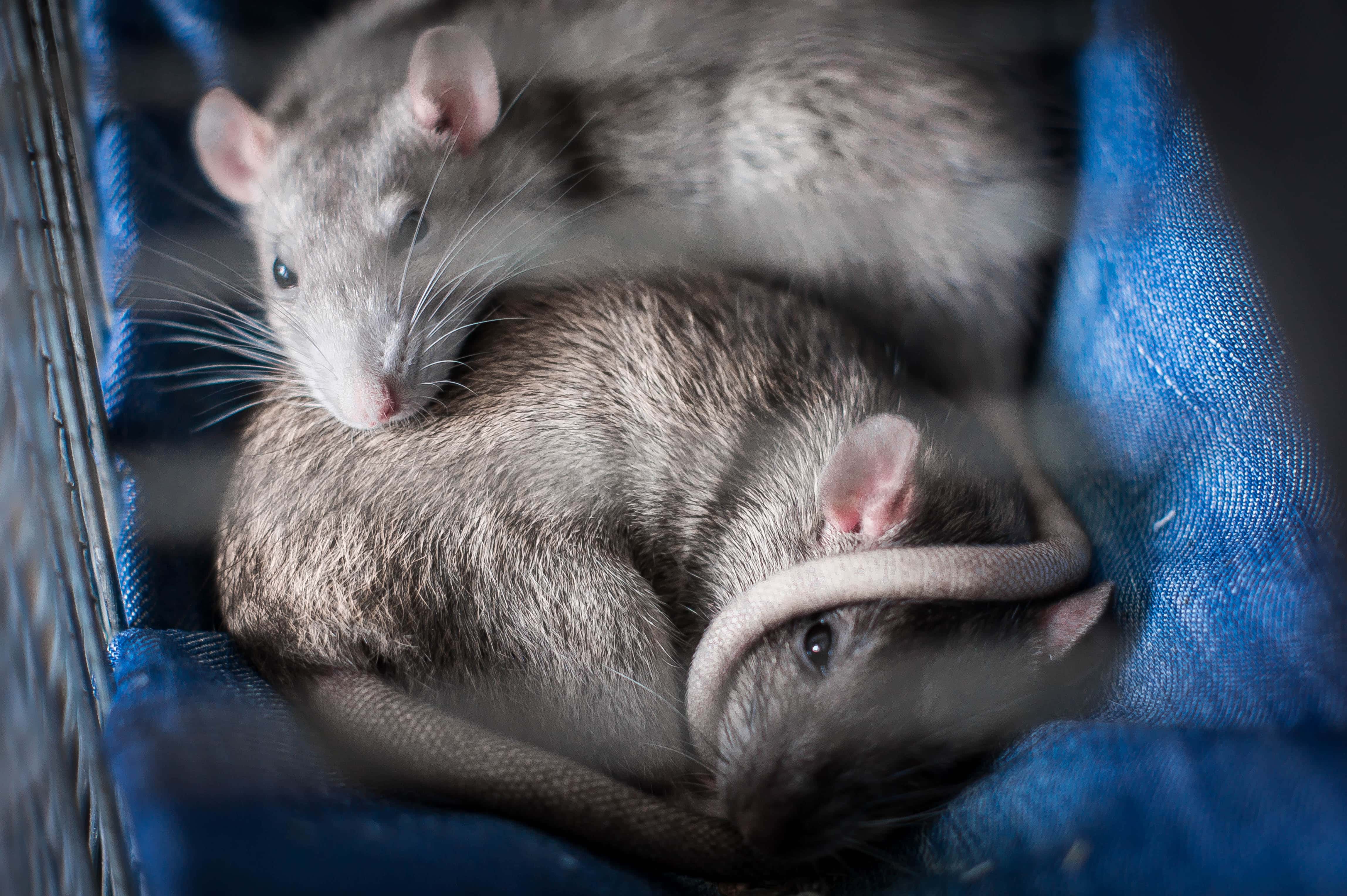 Revealed: North East universities with most pest control call outs