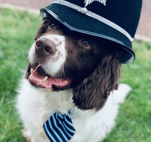Belly rubs and long walks on the beach for retired ex-police dog Dougie