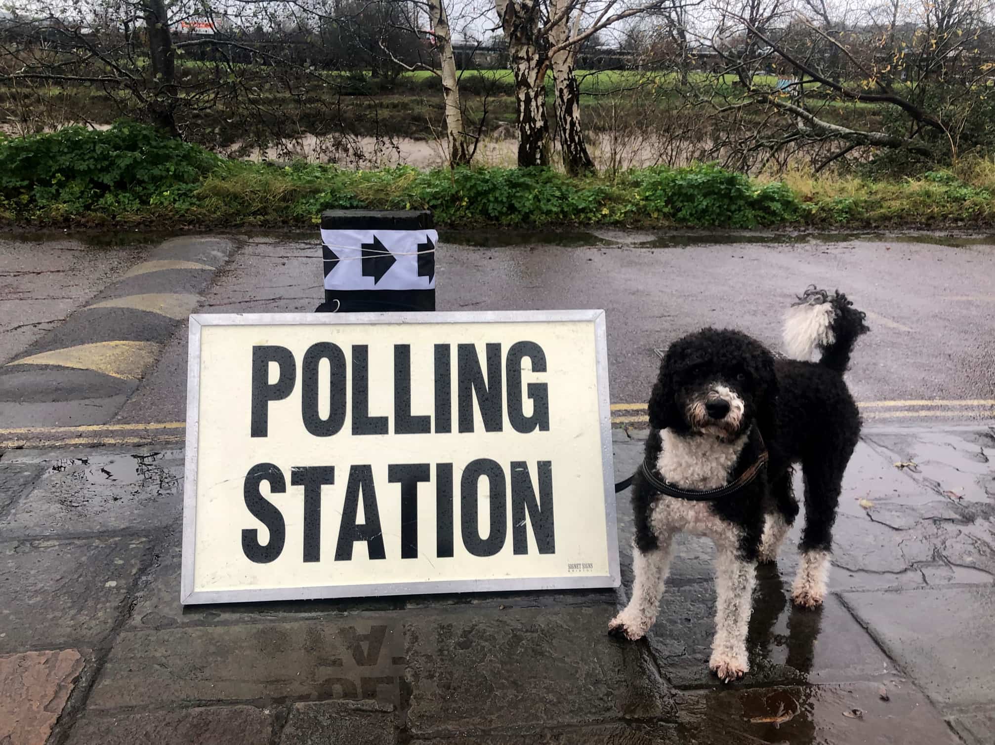 Top 6.5 #dogsatpollingstations 2019